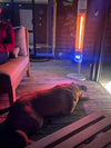 HM - "Luxeva" - Free Standing Infra Red Carbon Heater with Remote Control